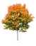 Maple Tree in autumn