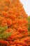 Maple tree in autumn color along a roadside
