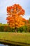 Maple tree in autumn fall in Alexander park, Tsarskoe Selo Pushkin, Saint Petersburg, Russia