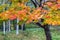 Maple tree in the autumn , Nikko