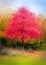 Maple tree in autumnal foliage