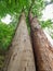 Maple tree and beech tree growth inside to each othe