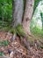 Maple tree and beech tree growth inside to each othe