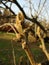 Maple tree blossom