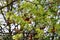 Maple tree in blossom with new shoots. Close up