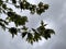 Maple Tree Braches Against Stormy Skies