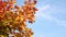 Maple tree branch and autumn color leaves gradient