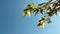 Maple tree branches are blowing against on clear blue sky background