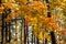 Maple tree with bright highlighted leaves in the forest.