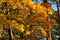 Maple tree with bright highlighted leaves in the forest.