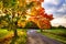 Maple tree with coloured leafs and asphalt road at autumn/fall daylight.