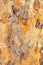 Maple tree crust texture pattern