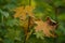Maple tree with dry brown and gfresh reen leaves in the autumn forest