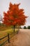 A Maple Tree in Fall Color - Nebraska