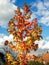 Maple Tree in Full Autumn Colors