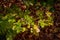 Maple tree fungus, which causes black spots on maple leaves