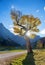 Maple tree giant at ahornboden valley, karwendel mountains in autumn