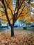 Maple tree, house, cars in october city