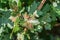 Maple tree infested with gall mites