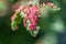 Maple tree infested with gall mites