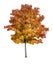 Maple tree isolated