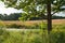 Maple Tree and Pond on Prairie