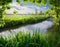 Maple tree and reeds on river