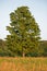 Maple Tree Stands Alone In A Meadow