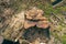 A maple tree stump, freshly cut, from which maple sap still flows