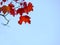 Maple tree top. Maple Tree with bloody, yellow, orange, red maple leaves with a blue sky