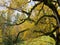 Maple tree twisted branches with yellow leaves fall season nature background