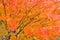 Maple tree in vibrant orange and red colors