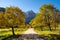 Maple trees at Ahornboden, Karwendel mountains, Tyrol, Austria