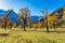 Maple trees at Ahornboden, Karwendel mountains, Tyrol, Austria