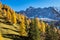 Maple trees at Ahornboden, Karwendel mountains, Tyrol, Austria