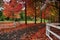 Maple trees in Autumn