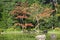 Maple trees in the autumn foliage at the Naka Shin-en garden of Heian-jingu Shrine. Kyoto. Japan