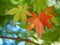 Maple trees in autumn in Japan