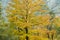 Maple trees with autumnal deciduous foliage