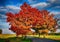 Maple trees with colored leafs and asphalt road at autumn/fall daylight