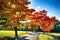 Maple trees with coloured leafs along asphalt road at autumn/fall daylight