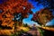 Maple trees with coloured leafs along asphalt road at autumn/fall daylight