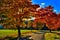 Maple trees with coloured leafs along asphalt road at autumn/fall daylight