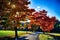 Maple trees with coloured leafs along asphalt road at autumn/fall daylight