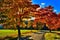 Maple trees with coloured leafs along asphalt road at autumn/fall daylight