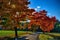 Maple trees with coloured leafs along asphalt road at autumn/fall daylight