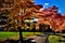 Maple trees with coloured leafs along asphalt road at autumn/fall daylight