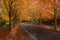 Maple Trees in Fall Colors at Suburban USA Neighborhood Street