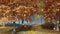 Maple trees with falling leaves in autumn park