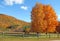 Maple trees and fence in Fall, Plymouth, Vermont